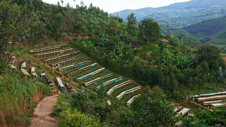 Burundi: Our Go To Fall Brew